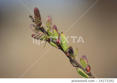 天然植物Kawayanagi（雌性股票），花開始綻放。這是一朵普通的花。 14273262