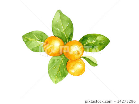 Kinkan watercolor illustration 14273296