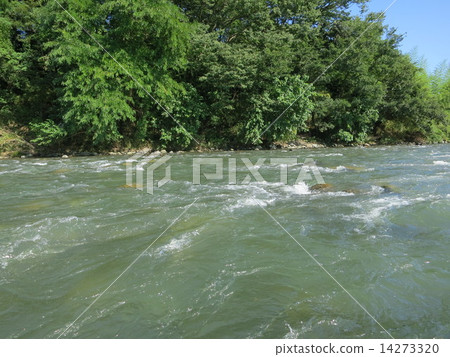 Mountain stream of Nagatoro in summer 14273320