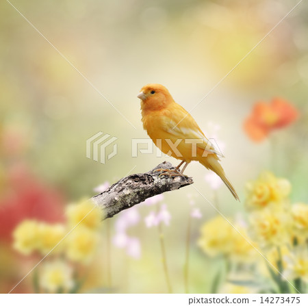 Yellow Bird Yellow Bird 14273475
