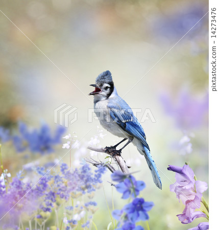 Blue Jay In The Garden Blue Jay In The Garden 14273476