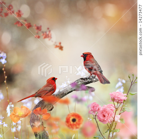 Northern Cardinals Northern Cardinals 14273477