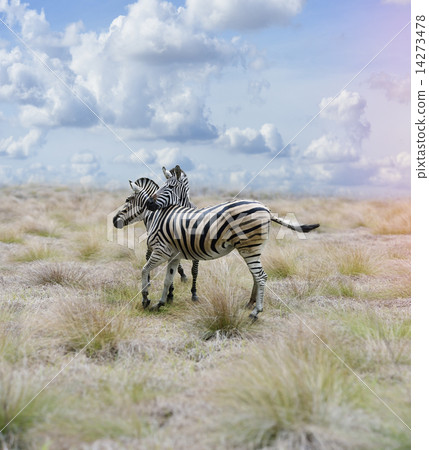Zebras In The Savannah Zebras In The Savannah 14273478