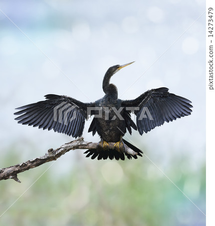 Anhinga Bird 14273479