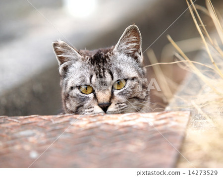 A cat that takes a face out of a groove 14273529