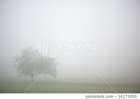 morning haze 14273850