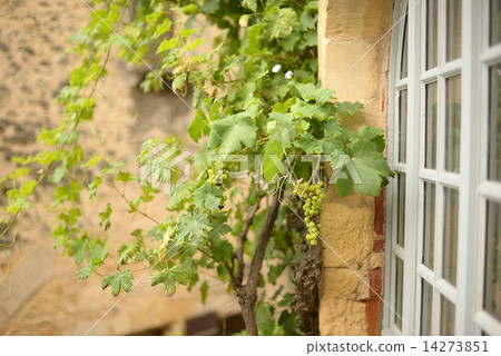 Grape Grape 14273851