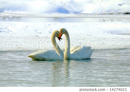 A pair of swans crossed to form a heart 14274021
