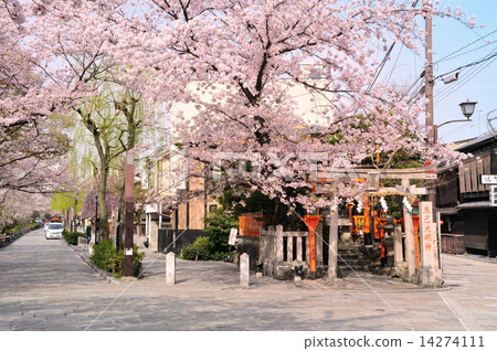 Sakura Tomodoshin Shrine in full bloom Sakura Tomodoshin Shrine in full bloom 14274111
