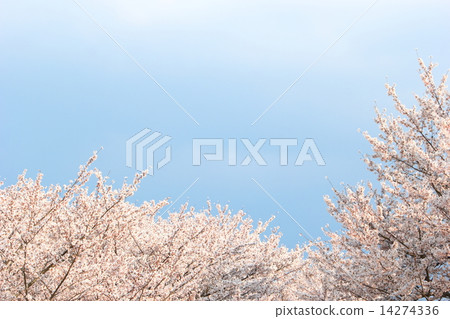 Yoshino cherry tree in full bloom Yoshino cherry tree in full bloom 14274336