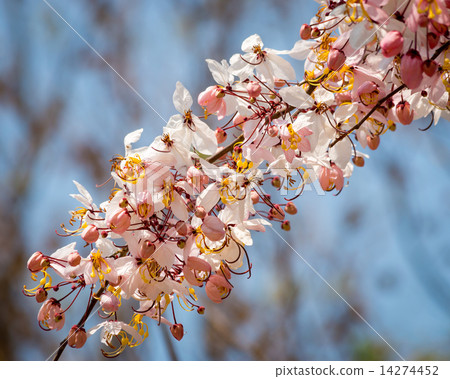 Wishing Tree, Pink Showe, Cassia Bakeriana Craib Wishing Tree, Pink Showe, Cassia Bakeriana Craib 14274452