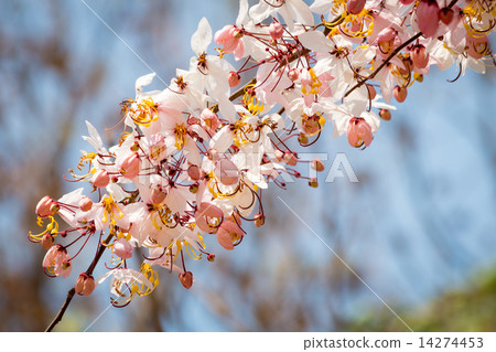 Wishing Tree, Pink Showe, Cassia Bakeriana Craib 14274453