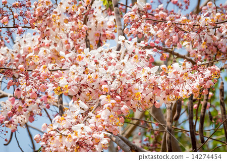 Wishing Tree, Pink Showe, Cassia Bakeriana Craib Wishing Tree, Pink Showe, Cassia Bakeriana Craib 14274454