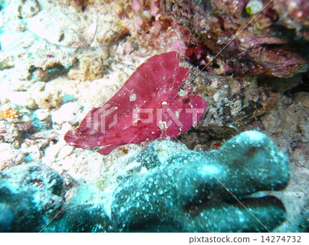 紅色的Hadaka Haokoze 14274732