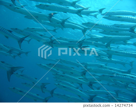 一群梭魚有條不紊地游泳 一群梭魚有條不紊地游泳 14274734