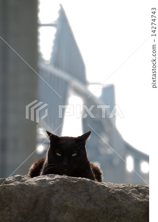 貓和門橋 14274743