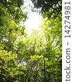 陽光穿過森林 14274981