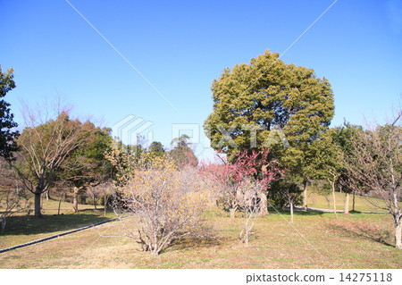 winter park 14275118