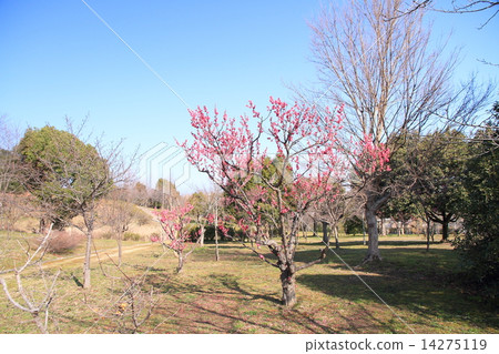 winter park 14275119