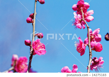 Red plum blossoms at Buddhist Park 14275183