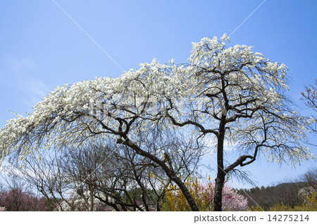 Shinshua Ina Meiseen 14275214