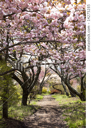 Shinshua Ina Meiseen 14275285