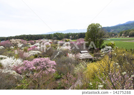 Shinshua Ina Meiseen 14275288