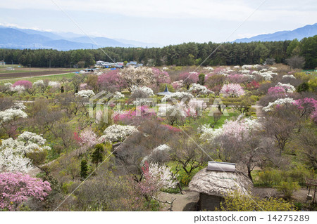 Shinshua Ina Meiseen 14275289