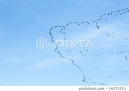 migration of birds migration of birds 14275311