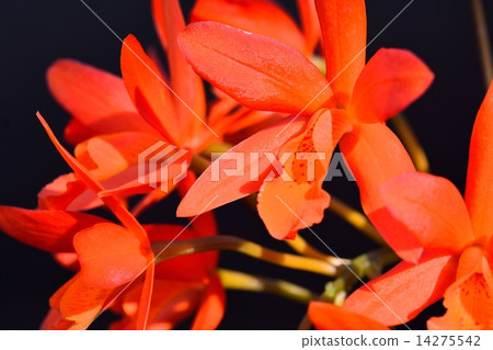 Epidendoramu Epidendoramu 14275542