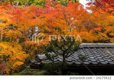 Autumn leaves of Daitokuji Takasuin Autumn leaves of Daitokuji Takasuin 14275612