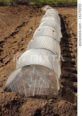 Greenhouse cultivation 14276050