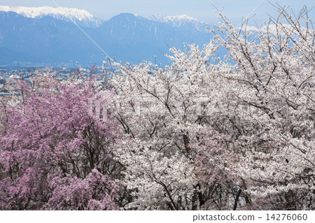Spring in Shinshu Spring in Shinshu 14276060