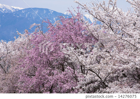 信州的春天 信州的春天 14276075