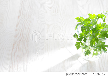 草本圖像 14276157