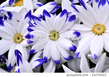 Cineraria Cineraria 14276422