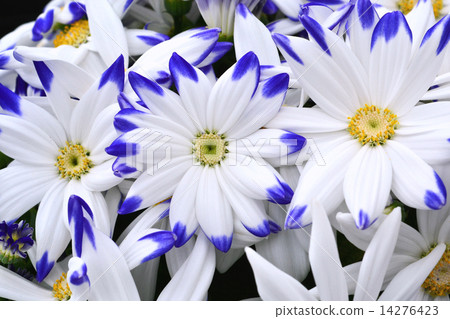 瓜葉菊 14276423