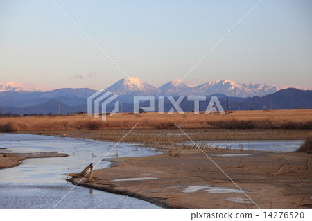 晨光Watari玫瑰盆地 14276520