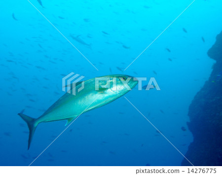 Hirenaga Kanpachi Hirenaga Kanpachi 14276775