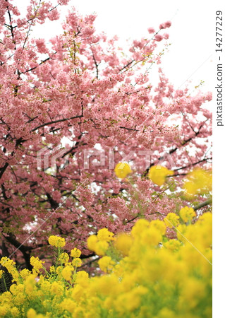 Kawazu cherry tree and rape blossoms 14277229