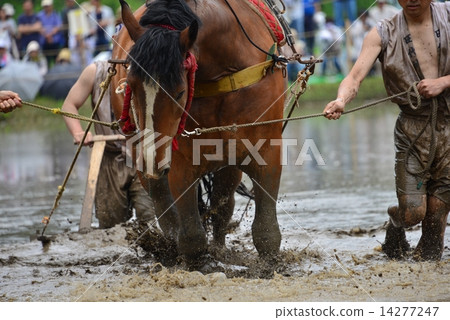 Rice planting 14277247