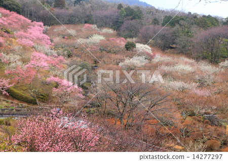 筑波山的梅花節 筑波山的梅花節 14277297