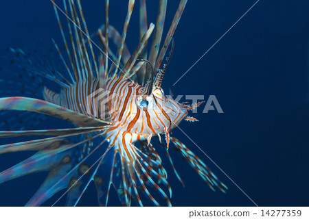 Hanturkey魚 14277359