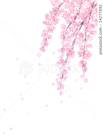 垂枝櫻花白背 垂枝櫻花白背 14277892