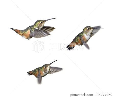 Hummingbird Hovering Hummingbird Hovering 14277960