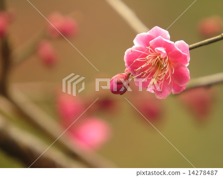 Plum blossom Plum blossom 14278487