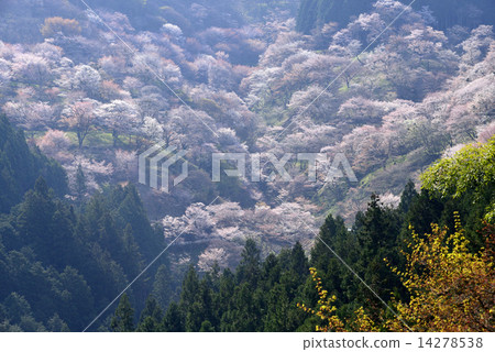 吉野/吉野町，奈良縣的山櫻花樹 14278538