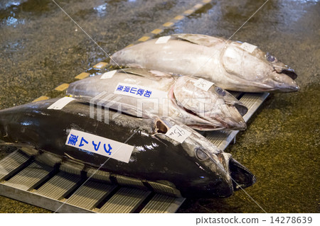 Tuna Tuna 14278639