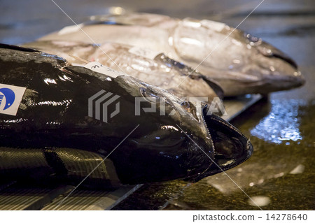 Tuna Tuna 14278640