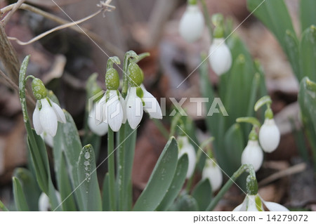 雪降 雪降 14279072